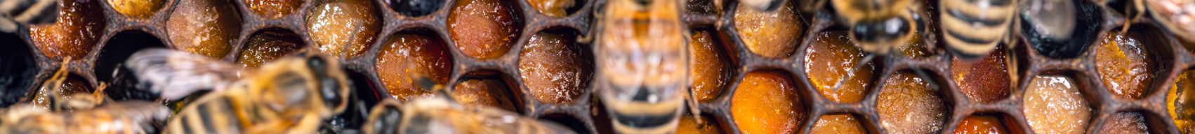 The Fifth Ferment™